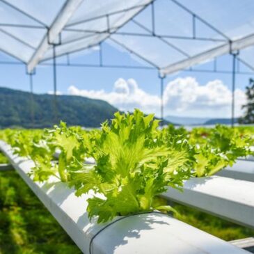 What is Hydroponic Farming_ - Beginner's Guide