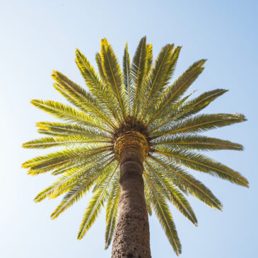 from-tall-palm